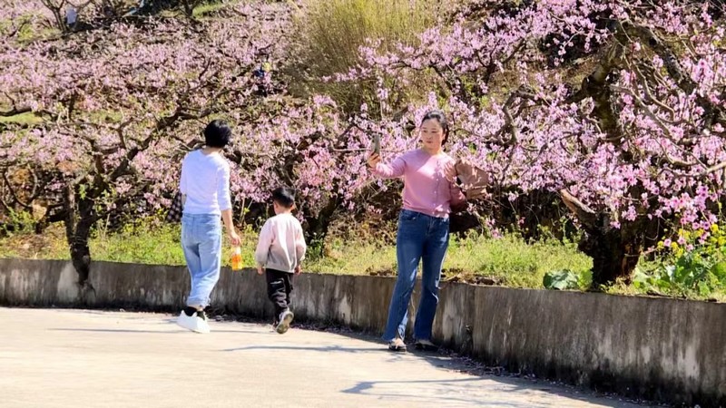 游客在桃園里拍照打卡。 李長庚 攝.jpg