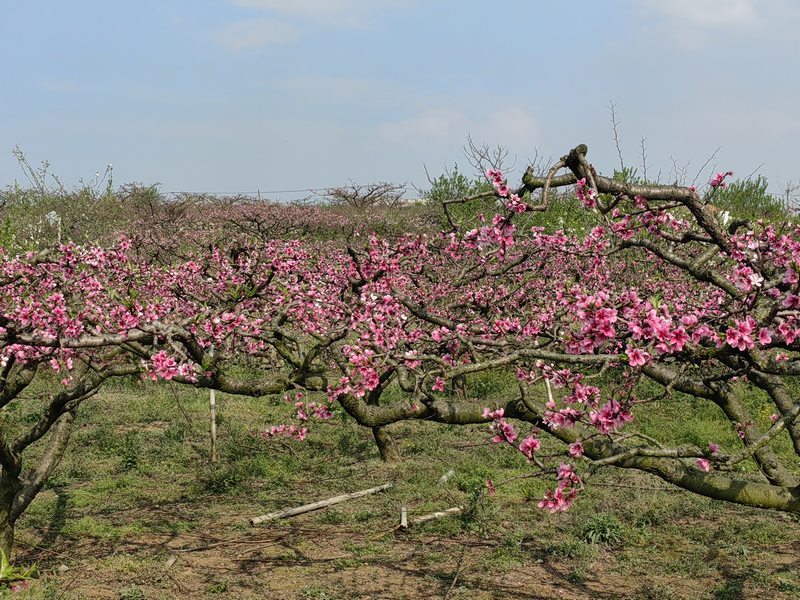 千畝桃花開 美景迎客來.jpg