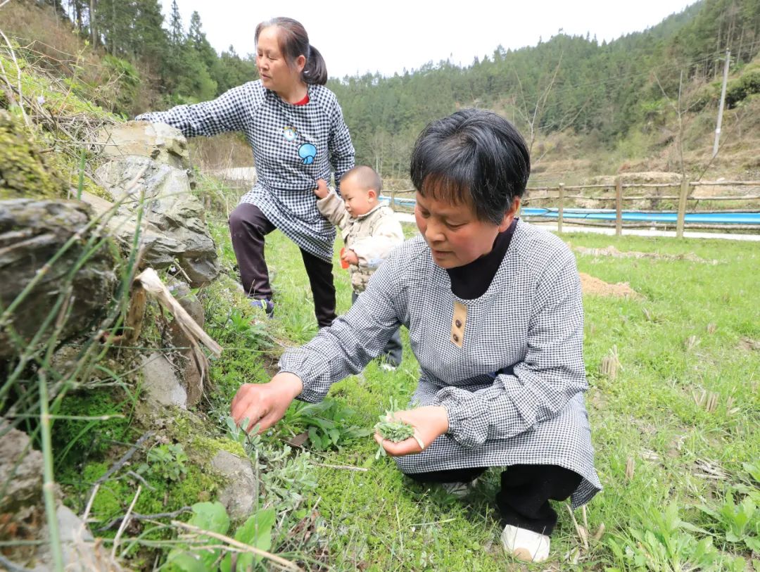 采摘粑粑菜。