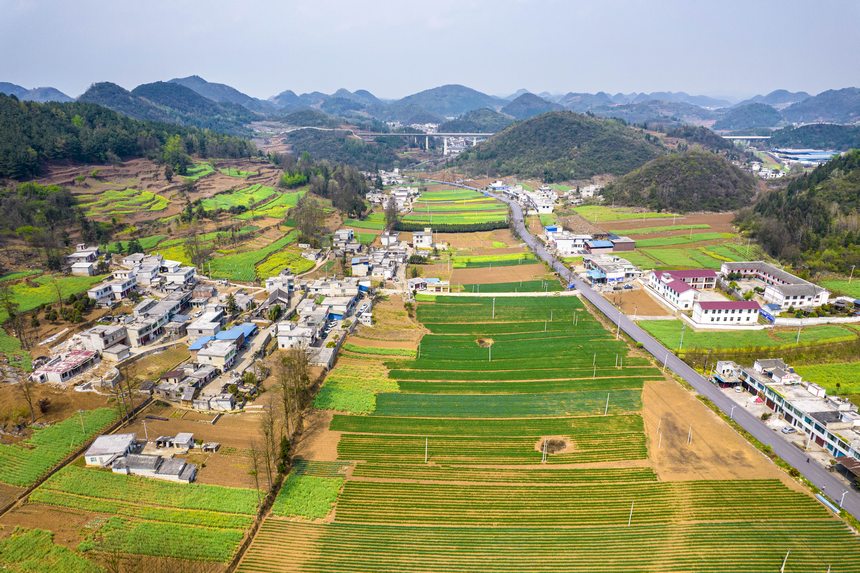 黔西市大關(guān)鎮(zhèn)七里村麥田（無人機(jī)照片）。