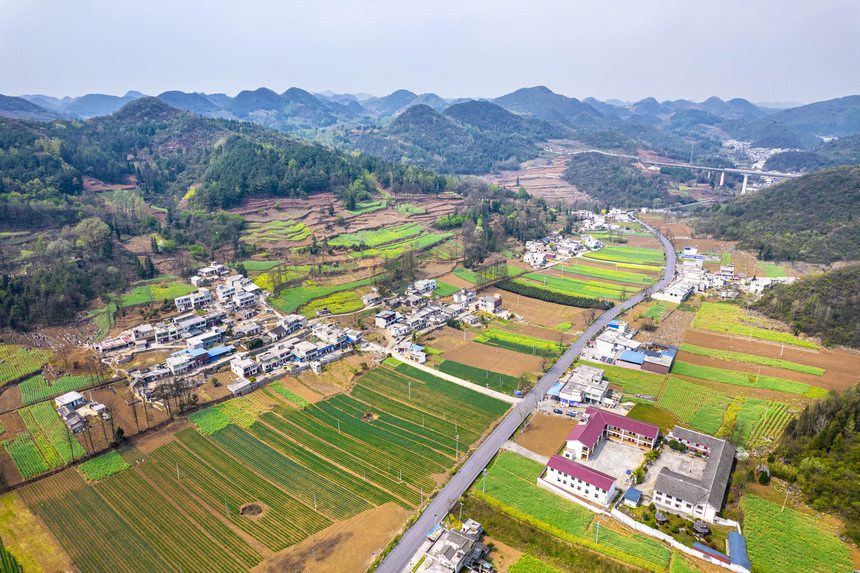 黔西市大關(guān)鎮(zhèn)七里村麥田（無(wú)人機(jī)照片）。