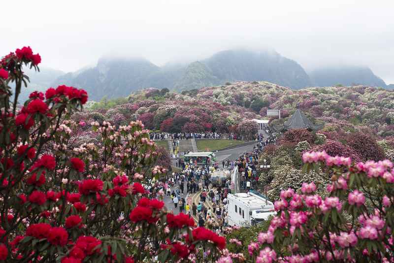 4月4日，在貴州畢節(jié)百里杜鵑普底景區(qū)五彩亭，游客正在賞花。謝玉江攝