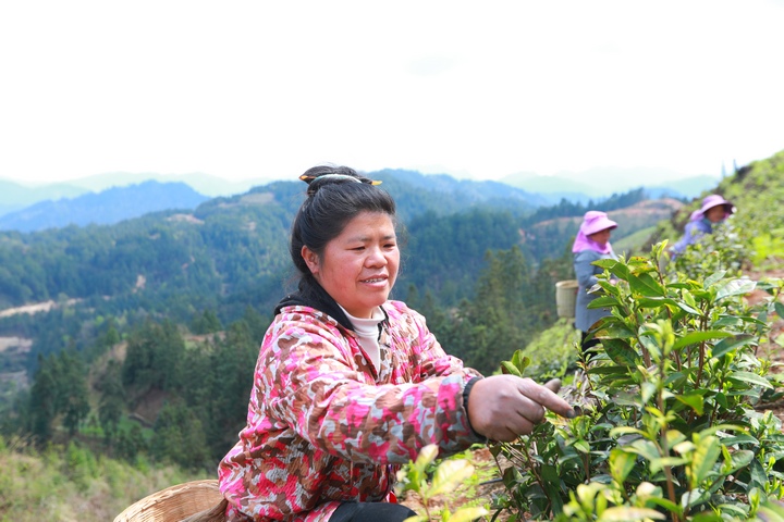 村民在采摘白茶。
