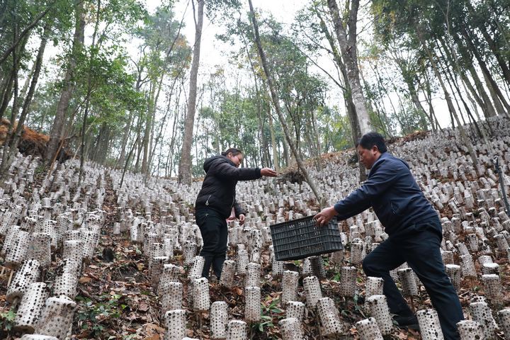 村民在采收林下黑木耳。
