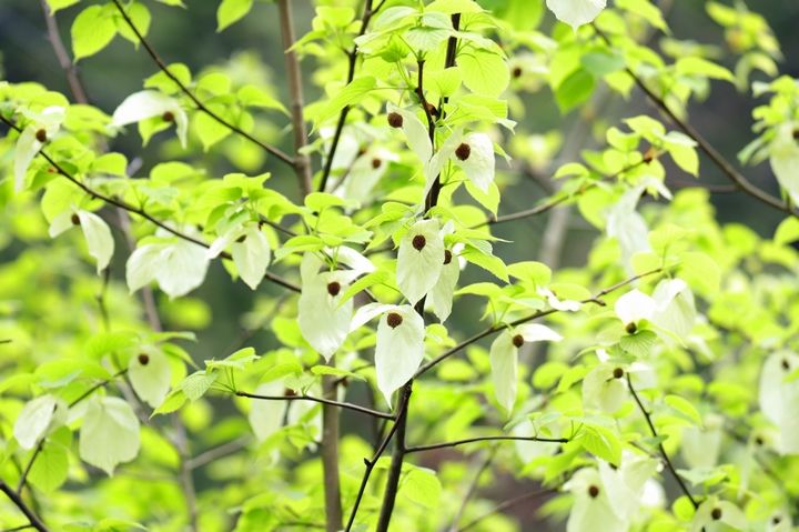 珙桐花 。