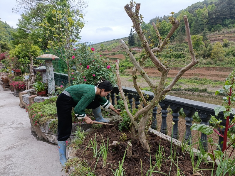 圖為：村民在進行庭院美化