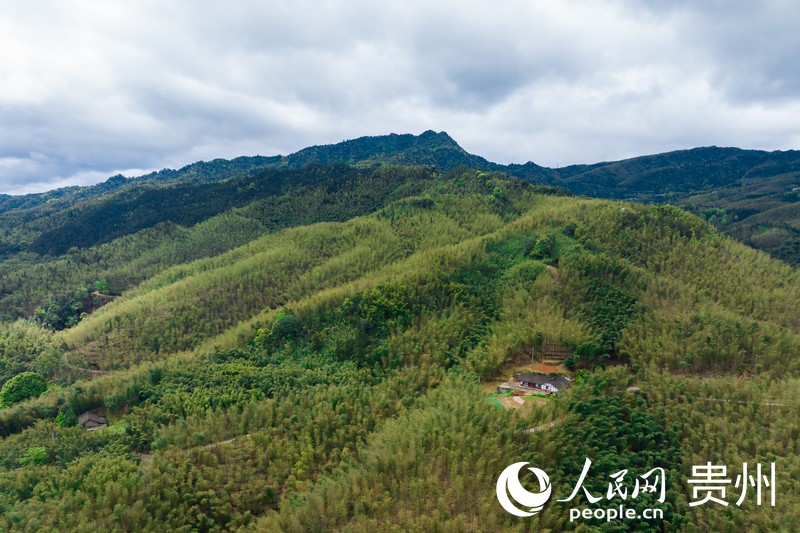 航拍貴州赤水市萬畝竹海。人民網(wǎng)記者 涂敏攝