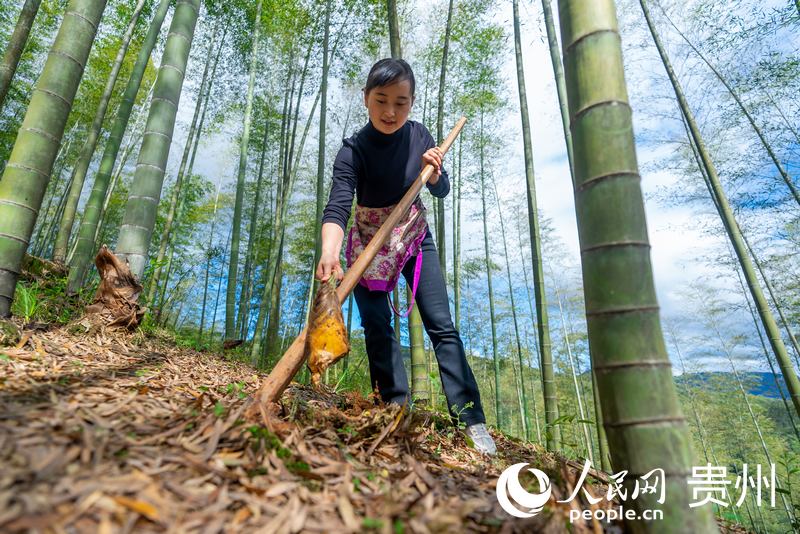 萬畝竹海之內(nèi)，游客體驗挖春筍。人民網(wǎng)記者 涂敏攝