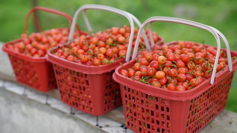 百畝瑪瑙紅櫻桃已經(jīng)搶“鮮”上市。