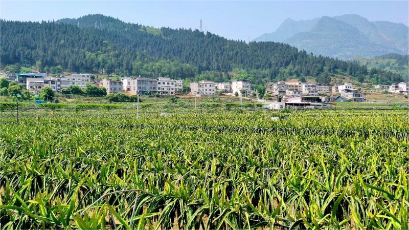 同民壩區(qū)火龍果基地