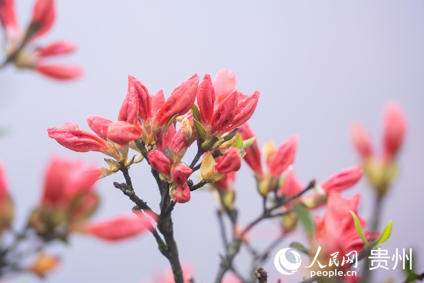即將盛開的杜鵑花。人民網(wǎng)記者 涂敏攝