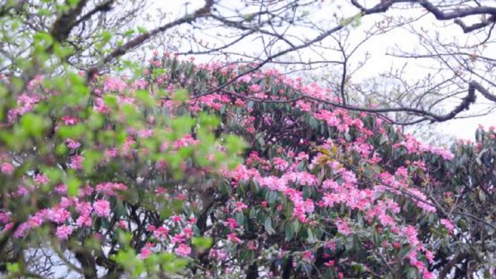 梵凈山的杜鵑花。