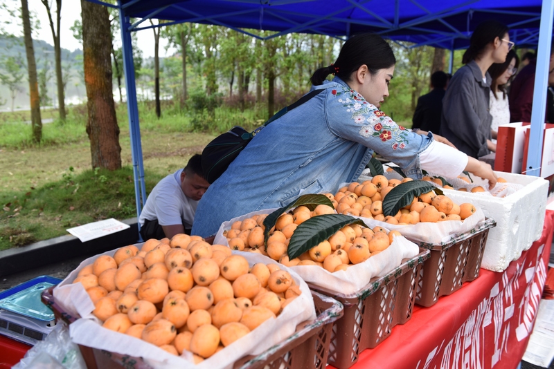 荔波朝陽鎮(zhèn)枇杷