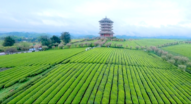 穿越萬畝“茶?！笨脆l(xiāng)村振興
