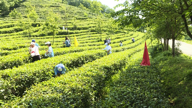 孩子們體驗(yàn)采茶之樂