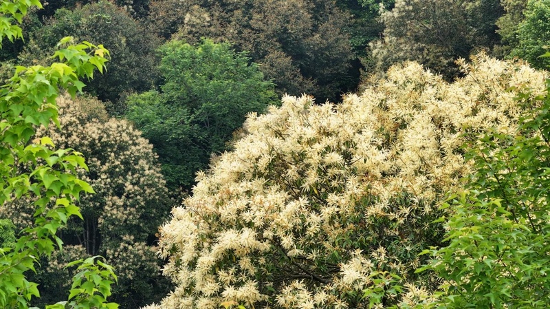 貴州石阡佛頂山國家級(jí)自然保護(hù)區(qū)栲樹花爭相綻放。
