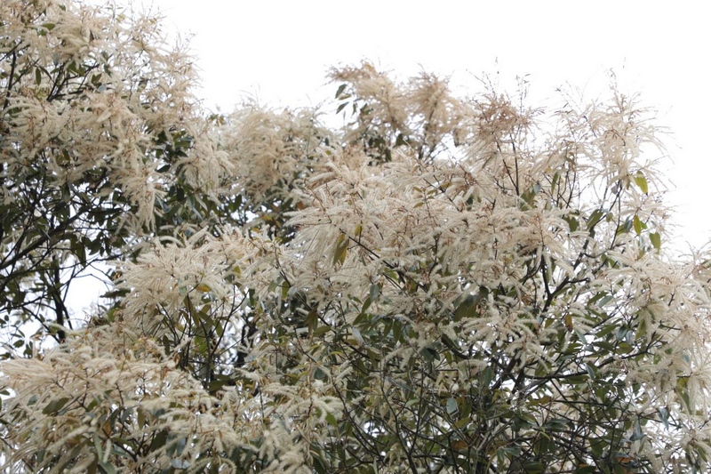 貴州石阡佛頂山國家級(jí)自然保護(hù)區(qū)栲樹花爭相綻放。