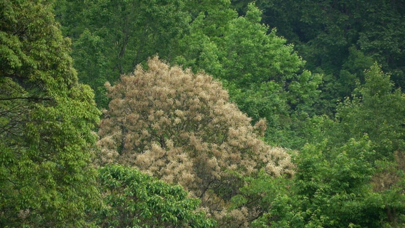 貴州石阡佛頂山國家級(jí)自然保護(hù)區(qū)栲樹花爭相綻放。