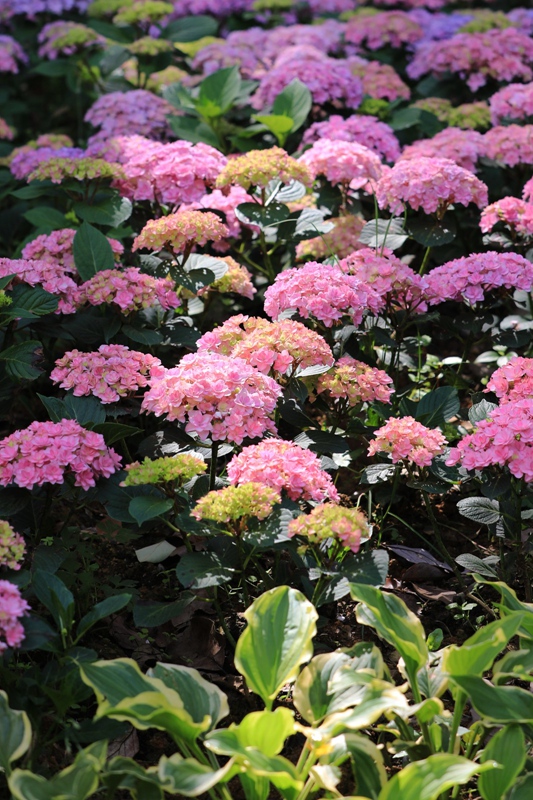 繡球花。