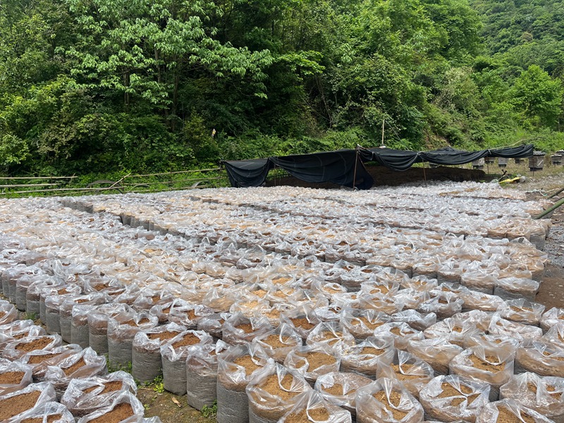 3、天麻種子培育基地。