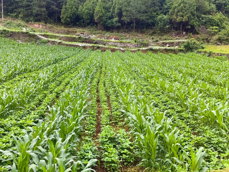 暗流鎮(zhèn)洗米村大豆玉米復(fù)合種植。