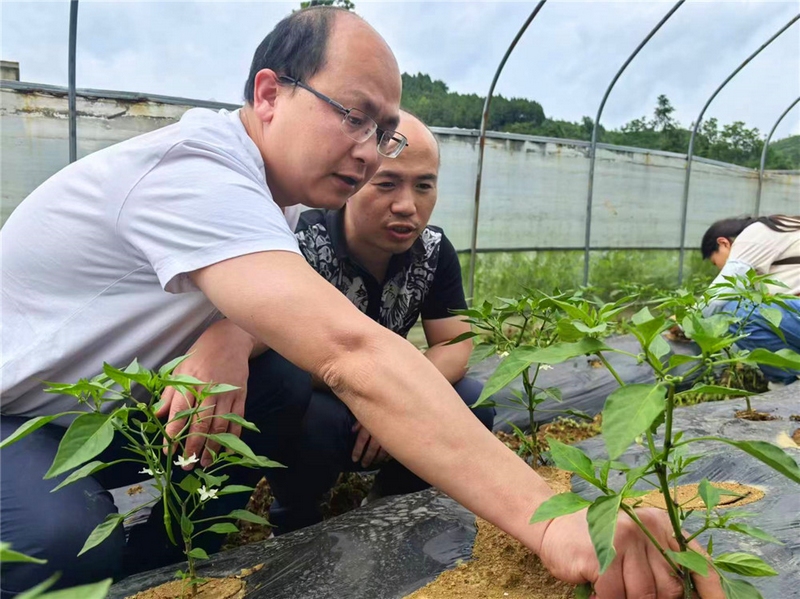(2)科技特派員團團長朱熠鵬為辣椒苗打掉多余的枝葉。