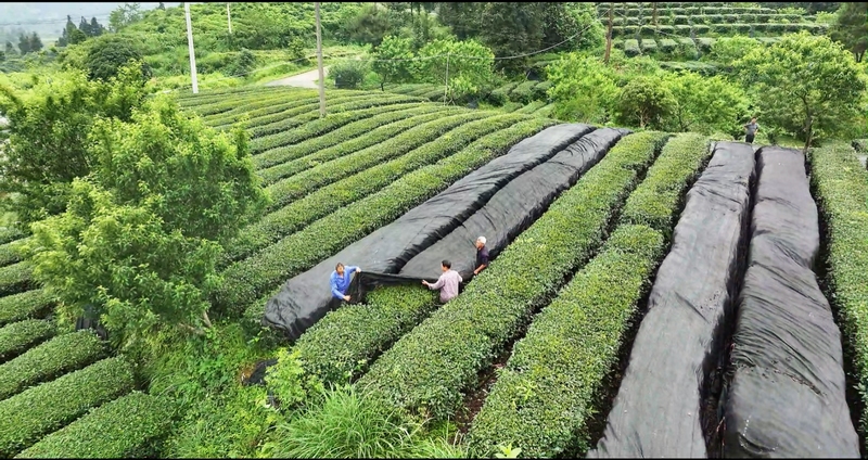 抹茶全產(chǎn)業(yè)鏈發(fā)展助力鄉(xiāng)村振興。