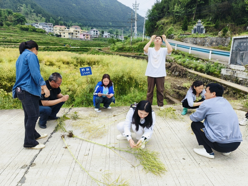 印江青年人才在田間地頭。