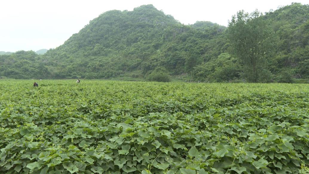 佛手瓜尖種植基地。