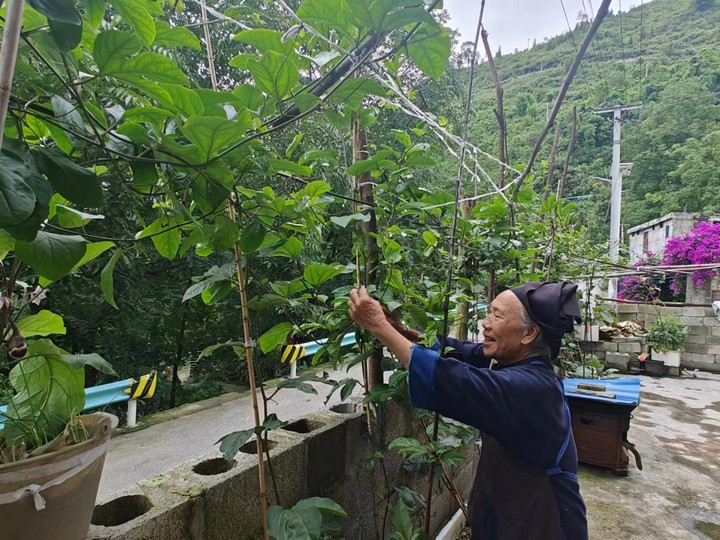 圖為群眾為百香果修剪枝條。