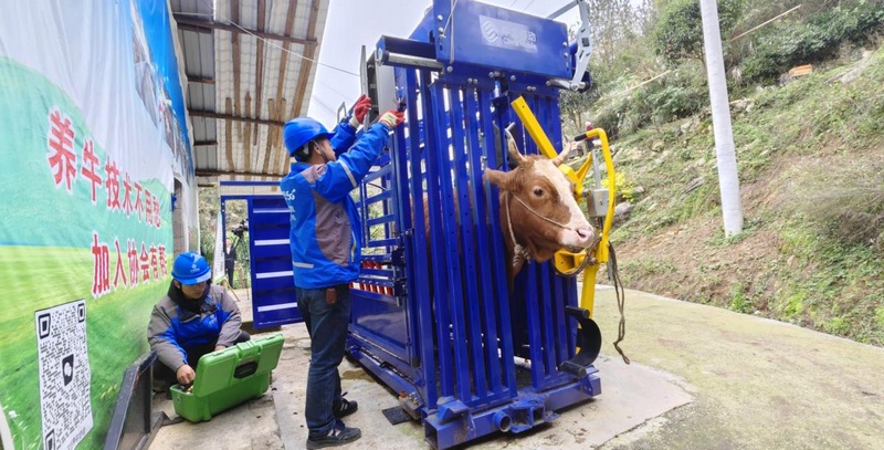 3 圖為智慧肉牛養(yǎng)殖體系.jpg