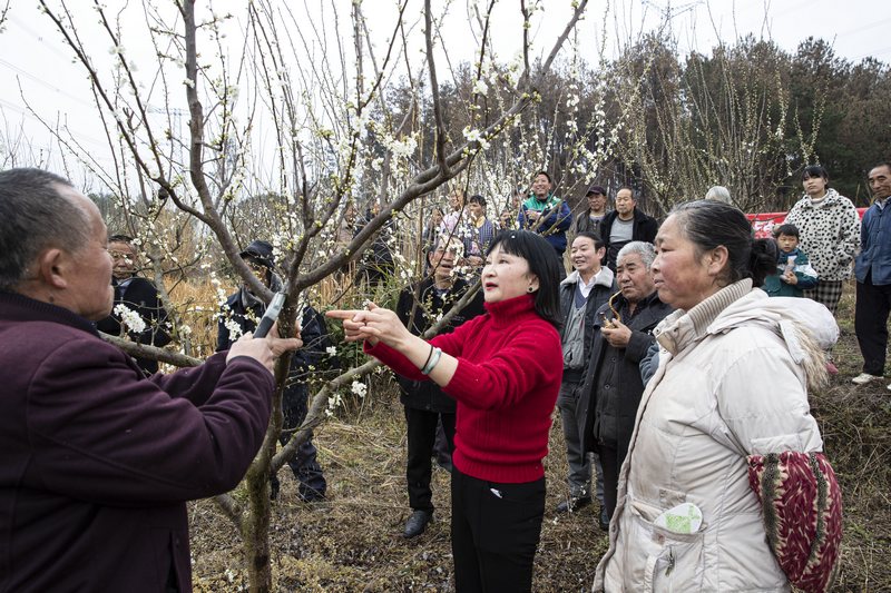2024年3月9日，貴州省黔西市洪水鎮(zhèn)永平村李子種植基地，市級(jí)科技特派員洪琳（前排右二）在指導(dǎo)村民剪枝.JPG
