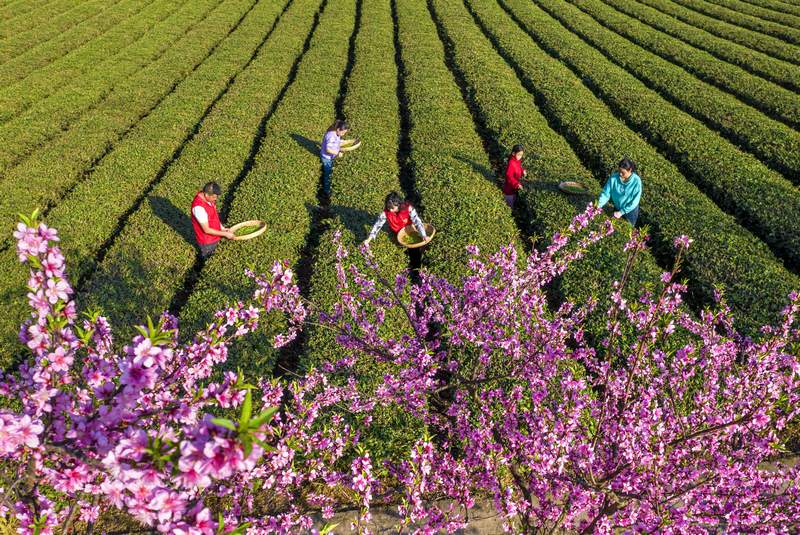 在黔西市中坪鎮(zhèn)的生態(tài)茶園飛，鎮(zhèn)、村干部助農(nóng)采摘春茶.JPG