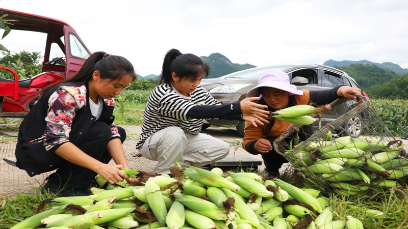 5、玉米產(chǎn)業(yè)帶動(dòng)了周邊村民就業(yè)。