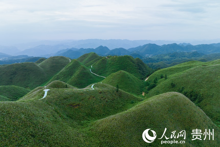 航拍金沙縣玉簪花云海景區(qū)。人民網(wǎng)記者 涂敏攝