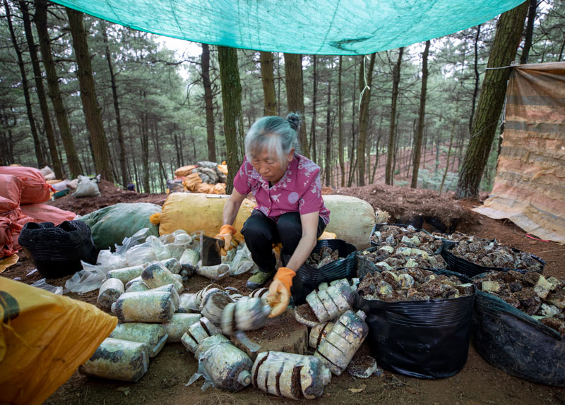 村民分解天麻菌包。李學(xué)友攝