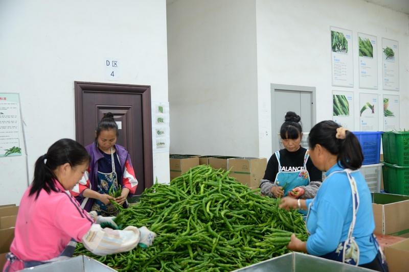 圖為村民在按標(biāo)準(zhǔn)對(duì)辣椒進(jìn)行分揀裝箱。耀家昌 攝