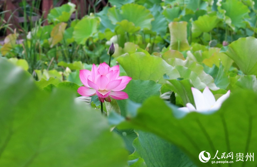花溪十里河灘國家濕地公園內(nèi)的“水中仙”。人民網(wǎng) 潘佳倩攝