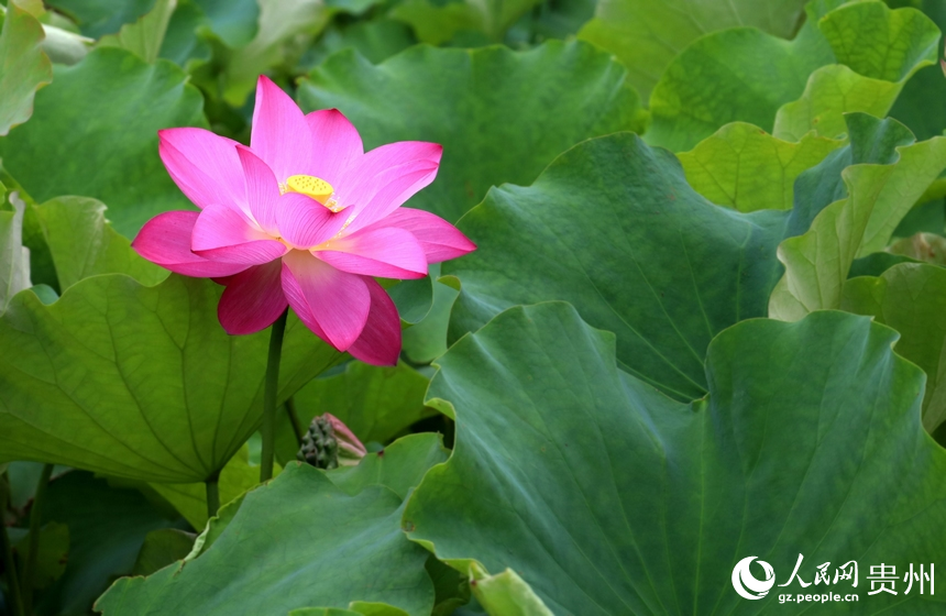 夏天的驚艷與溫柔，都是荷花帶來的。人民網(wǎng) 潘佳倩攝