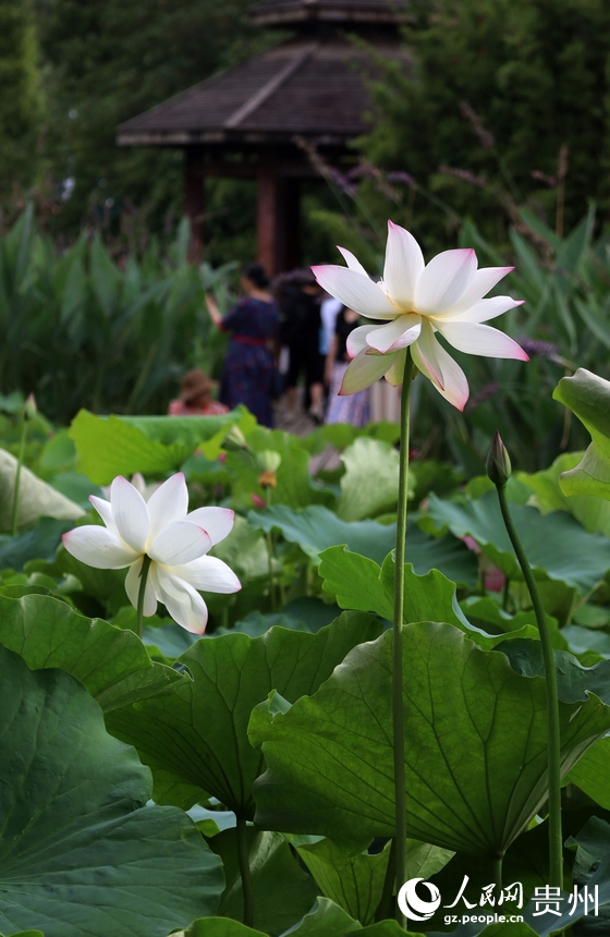 亭亭玉立的“水中仙”。人民網(wǎng) 潘佳倩攝