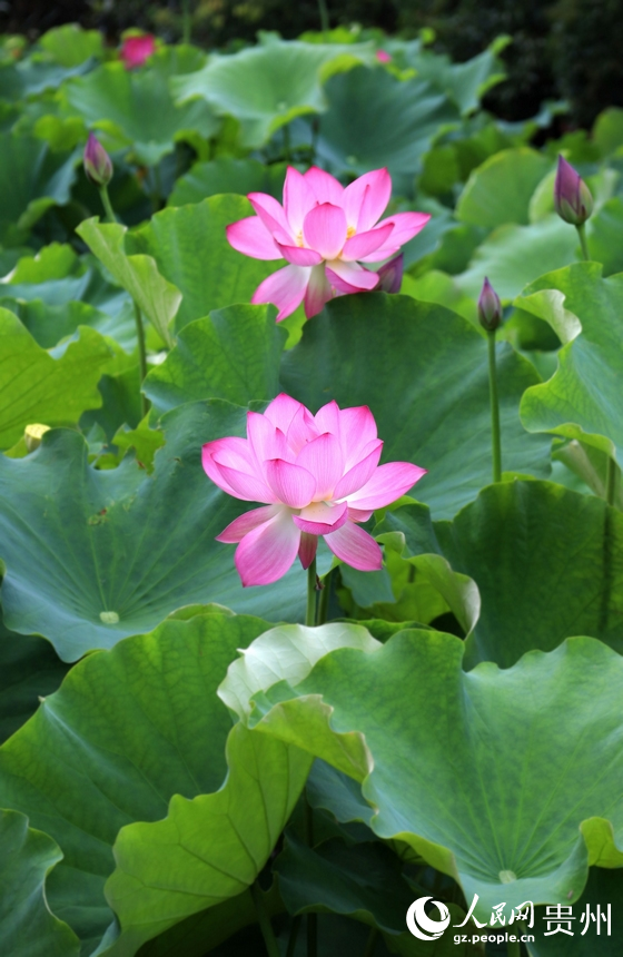 夏日炎炎，唯有荷花的清香給人內(nèi)心的寧靜。人民網(wǎng) 潘佳倩攝