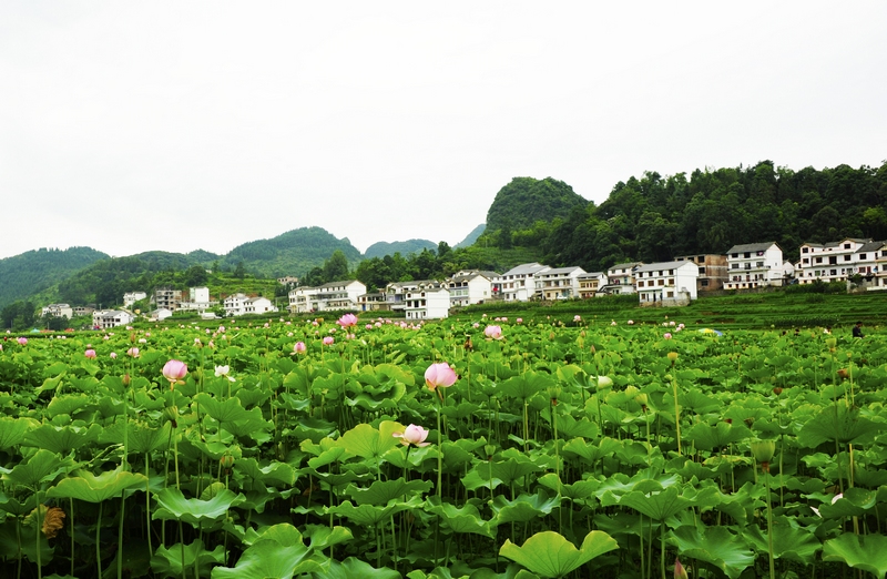 1、千畝荷花開，裝點了鄉(xiāng)村的容顏。駱世明 攝