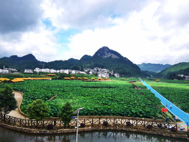 6、荷花盛開，吸引游客前來游玩。駱世明 攝