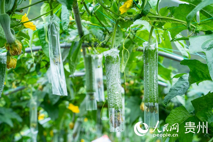 甲樹村蔬菜種植基地內(nèi)，絲瓜長勢喜人。人民網(wǎng) 陽茜