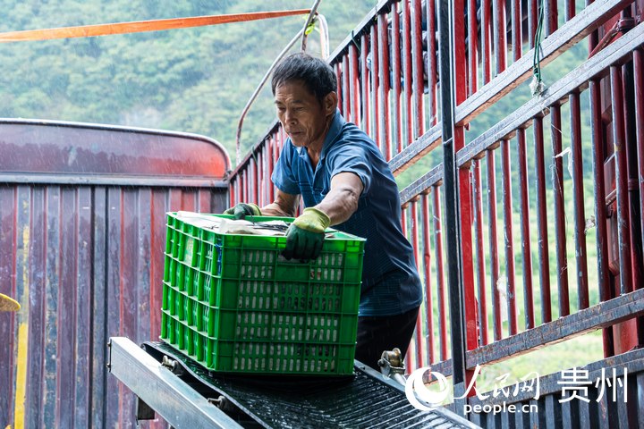 絲瓜裝車，準(zhǔn)備發(fā)往深圳。人民網(wǎng) 陽茜