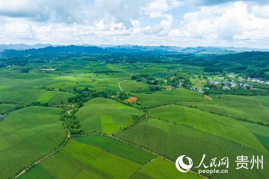 航拍貴州省遵義市湄潭縣的萬畝茶海景區(qū)。人民網(wǎng) 陽茜攝