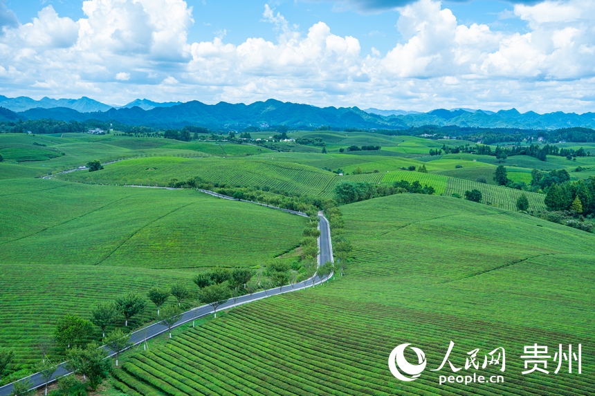 俯瞰萬畝茶海。人民網(wǎng) 陽茜攝