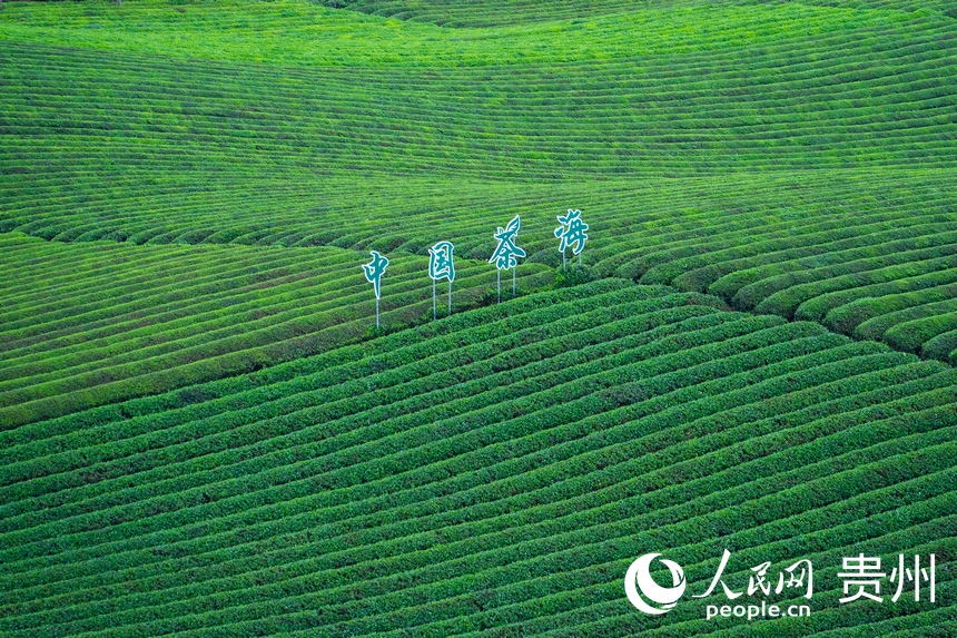 萬畝茶海一隅。人民網(wǎng) 陽茜攝