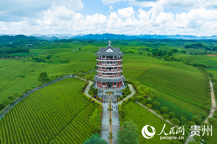 航拍貴州省遵義市湄潭縣的萬畝茶海景區(qū)。人民網(wǎng) 陽茜攝