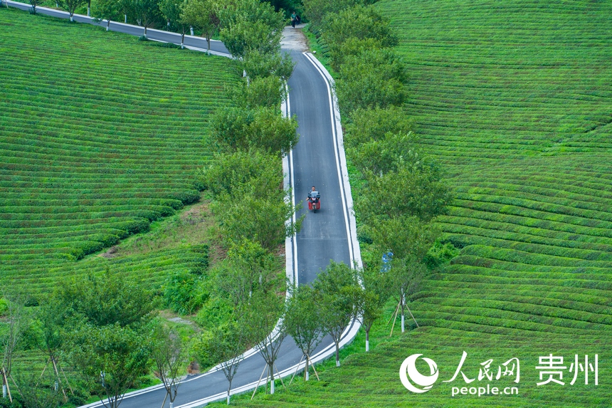俯瞰萬(wàn)畝茶海。人民網(wǎng) 陽(yáng)茜攝
